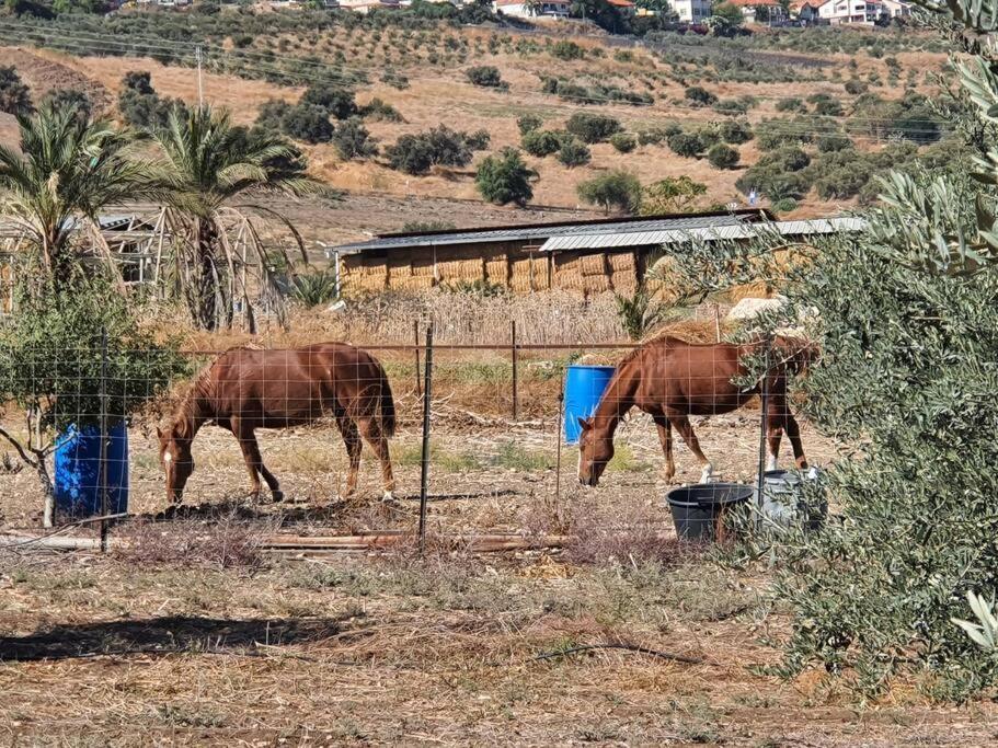 Purr&Simple Tzimmer&Cat Boarding Yavneʼel Exterior foto