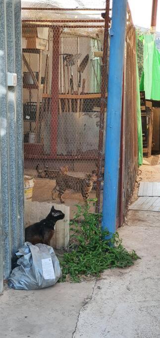 Purr&Simple Tzimmer&Cat Boarding Yavneʼel Exterior foto